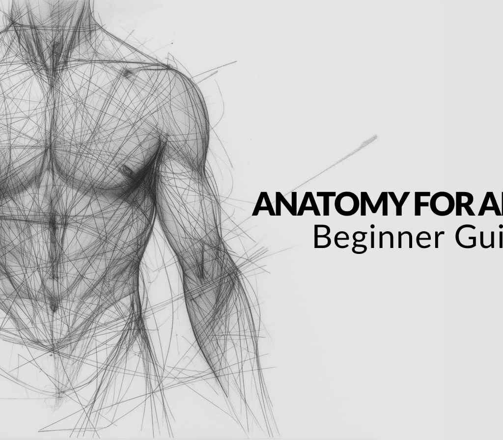 Anatomy for Artists: Beginner Guide