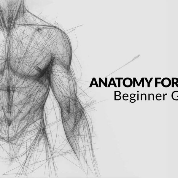 Anatomy for Artists: Beginner Guide to Drawing the Human Form