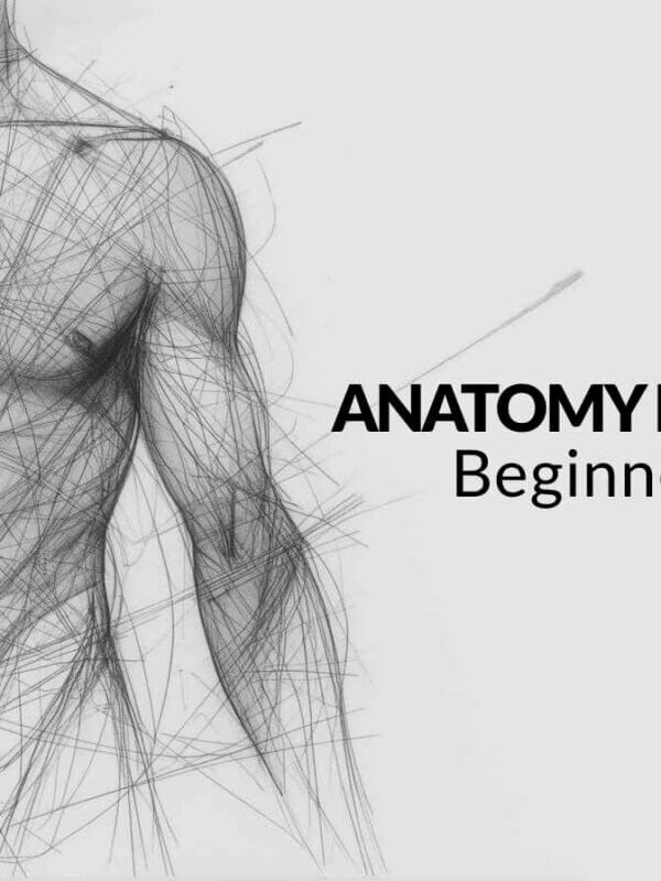 Anatomy for Artists: Beginner Guide to Drawing the Human Form