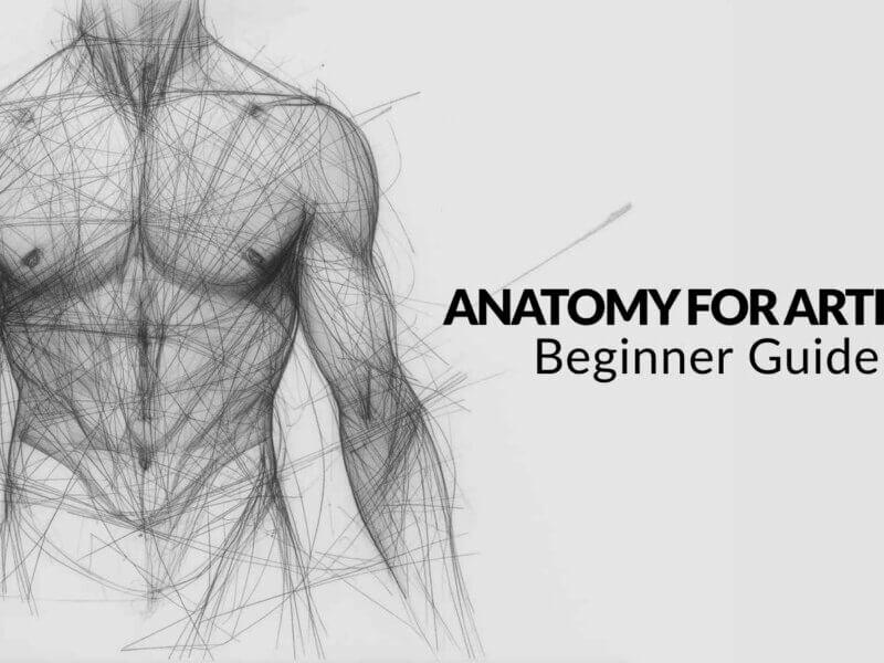 Anatomy for Artists: Beginner Guide to Drawing the Human Form