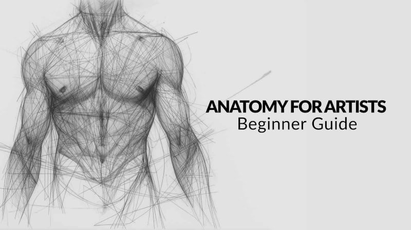 Anatomy for Artists: Beginner Guide to Drawing the Human Form 1 Anatomy for Artists: Beginner Guide